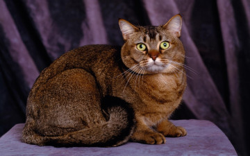 Картинка животные коты