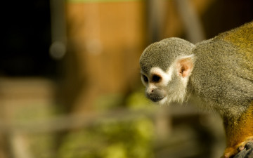 Картинка животные обезьяны