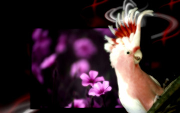 Картинка животные попугаи