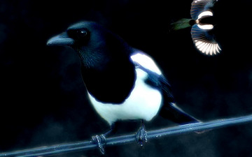 обоя животные, птицы