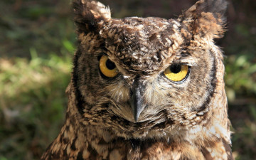 Картинка животные совы