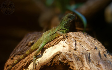 Картинка животные Ящерицы игуаны вараны