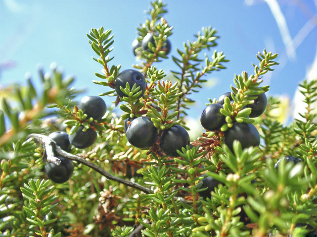 Обои картинки фото 