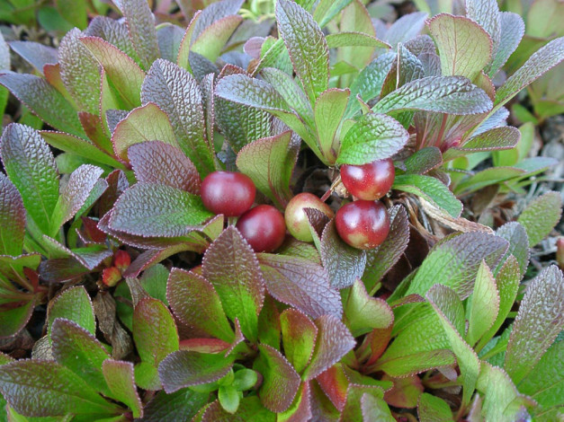 Обои картинки фото 