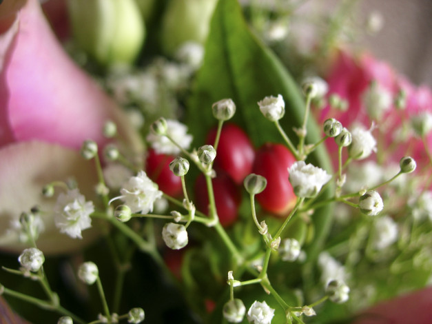 Обои картинки фото цветы