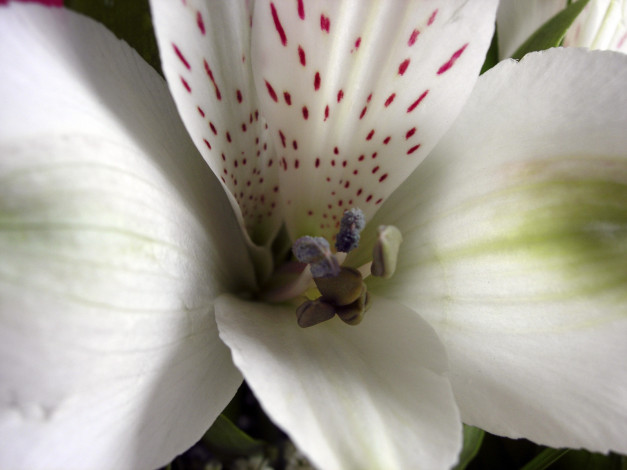 Обои картинки фото цветы, альстромерия