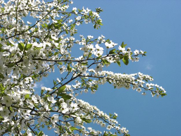 Обои картинки фото цветы, цветущие, деревья, кустарники