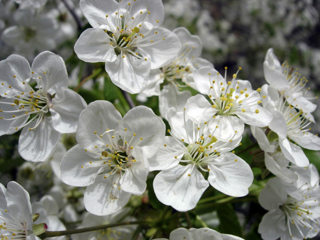 Обои картинки фото цветы, цветущие, деревья, кустарники