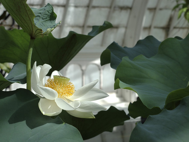 Обои картинки фото цветы, лотосы