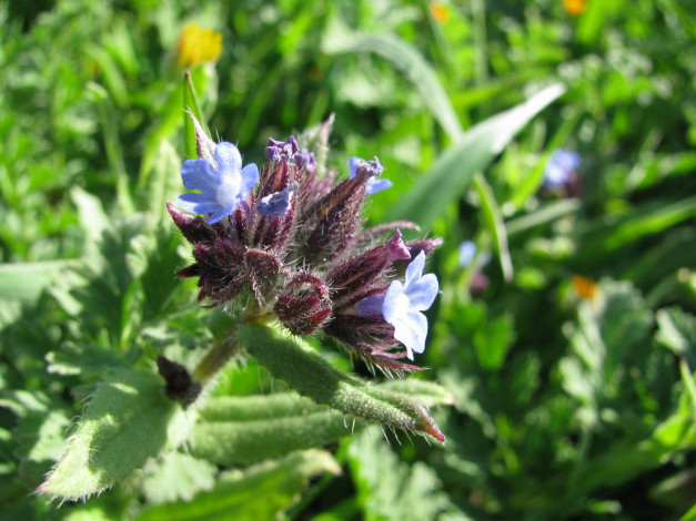 Обои картинки фото цветы, луговые, полевые