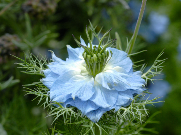 Обои картинки фото цветы, нигелла