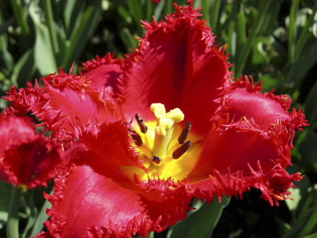 Обои картинки фото цветы, тюльпаны