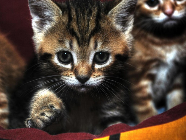 Обои картинки фото jenta, сурьёзный, животные, коты