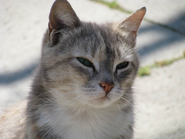 Обои картинки фото животные, коты