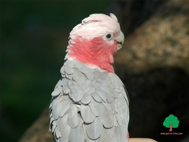 Обои картинки фото животные, попугаи