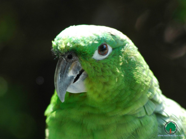 Обои картинки фото животные, попугаи