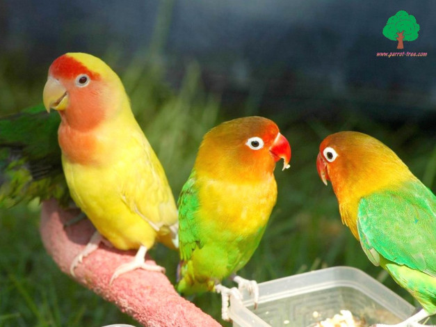 Обои картинки фото животные, попугаи