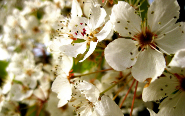 Обои картинки фото цветы, цветущие, деревья, кустарники