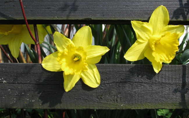 Обои картинки фото цветы, нарциссы