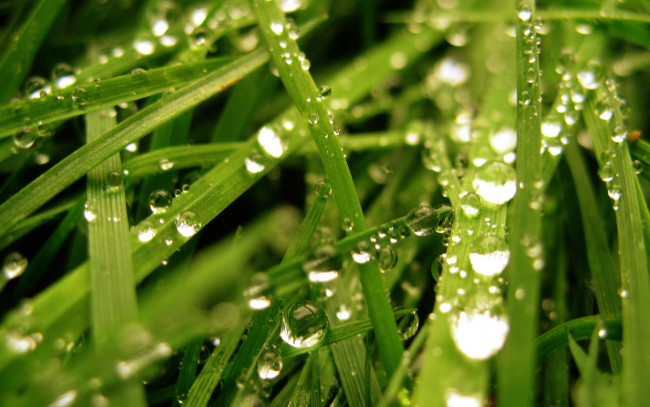 Обои картинки фото природа, макро