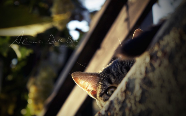 Обои картинки фото животные, коты