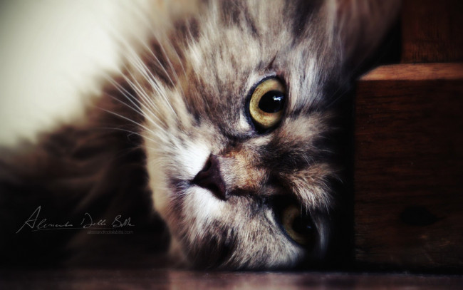 Обои картинки фото животные, коты