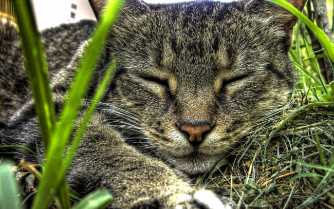 Обои картинки фото животные, коты