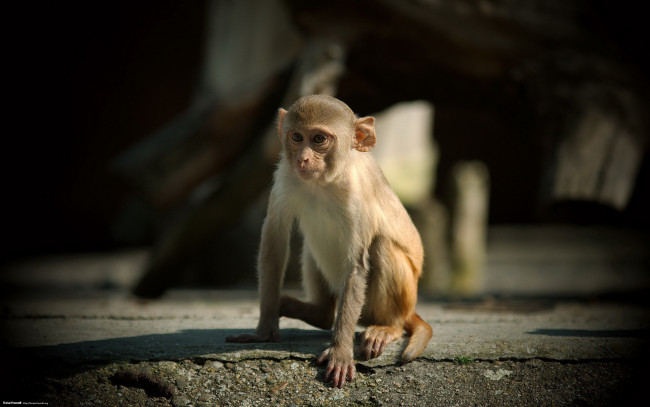 Обои картинки фото животные, обезьяны