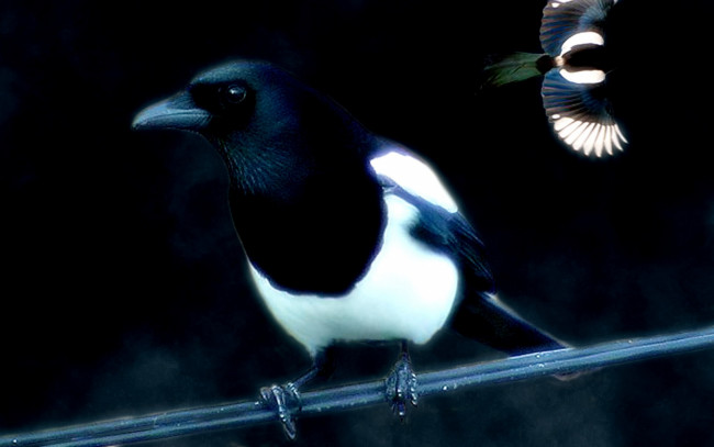 Обои картинки фото животные, птицы