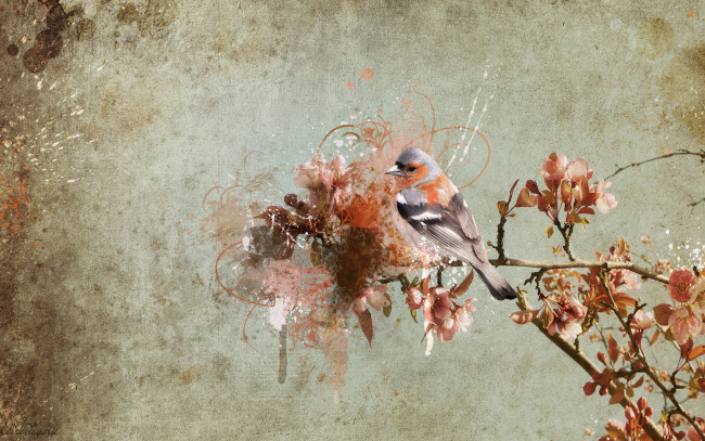 Обои картинки фото животные, птицы