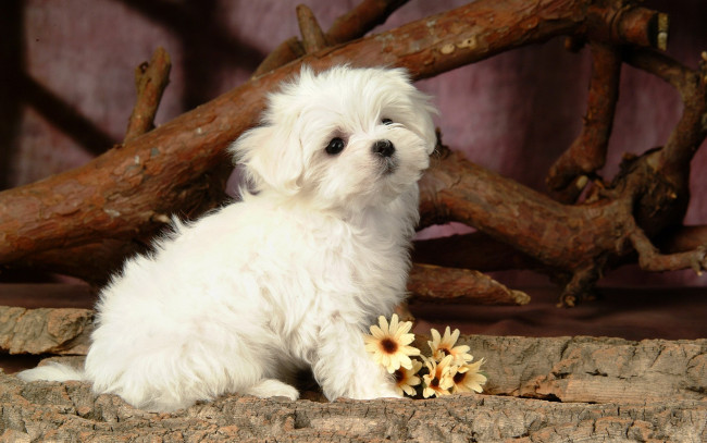 Обои картинки фото животные, собаки