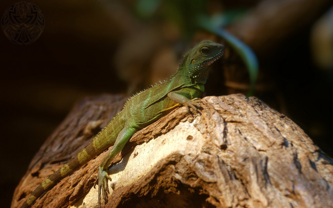 Обои картинки фото животные, Ящерицы, игуаны, вараны