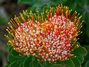 Картинка цветы протея