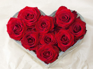 Картинка цветы розы