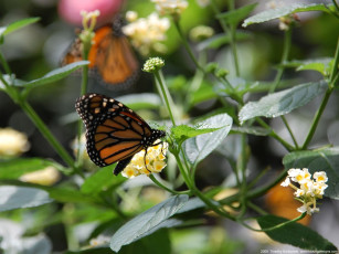 обоя животные, бабочки