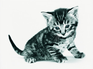 Картинка животные коты