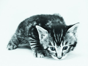 Картинка животные коты