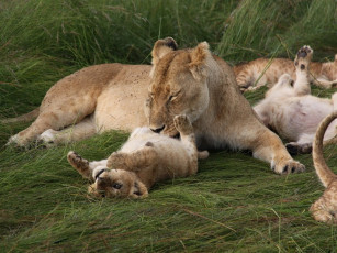 Картинка животные львы