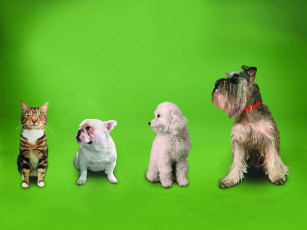 Картинка животные разные вместе