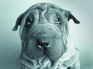 Картинка животные собаки