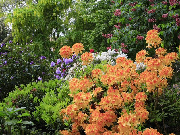 Обои картинки фото цветы, рододендроны, азалии