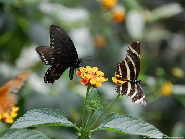 Обои картинки фото животные, бабочки