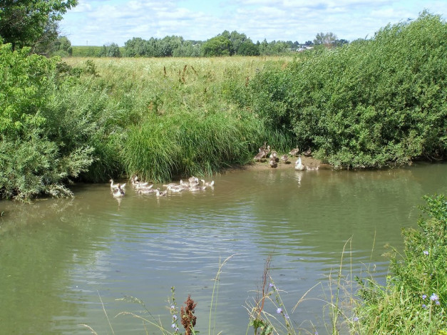 Обои картинки фото животные, гуси