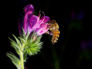 Картинка животные пчелы осы шмели
