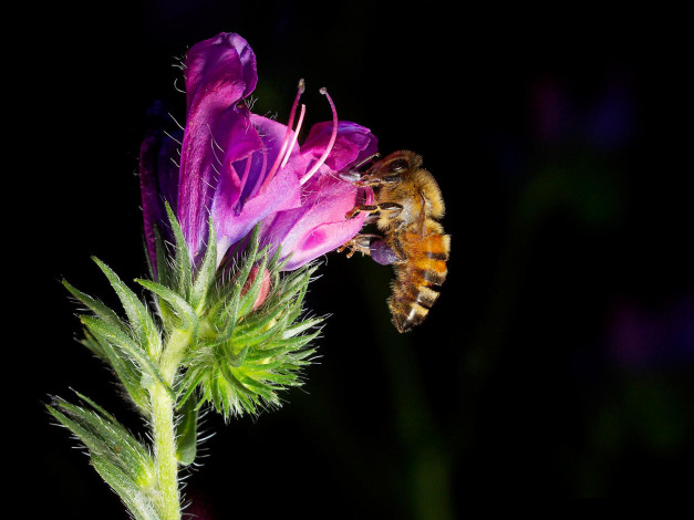 Обои картинки фото животные, пчелы, осы, шмели