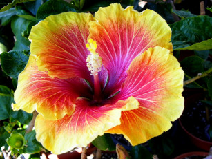 Картинка цветы гибискусы лепестки экзотика большой