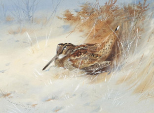 Картинка рисованные archibald thorburn