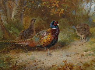 Картинка рисованные archibald thorburn