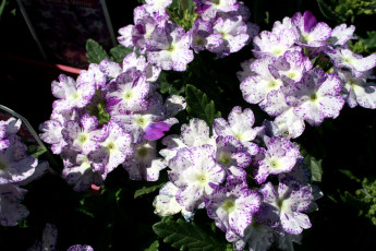 Картинка цветы лантана вербена сиреневый