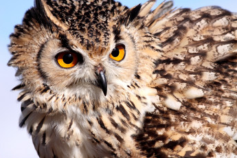 Картинка животные совы перья взгляд